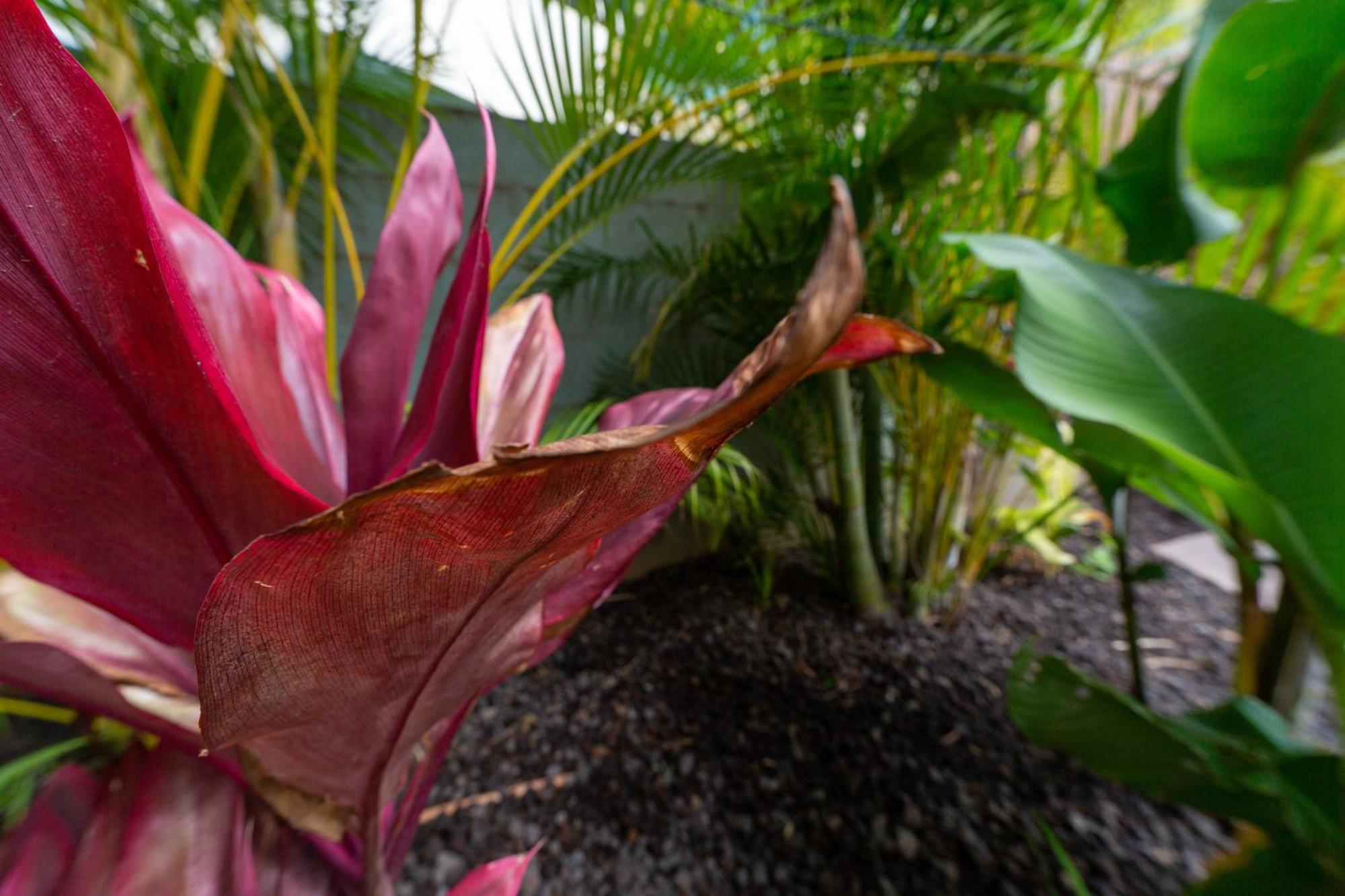 Lotus Suite, 1 Bedroom, Sleeps 4, Pool & Bbq, Pre-Renovation Summer Sale Kihei Exteriör bild