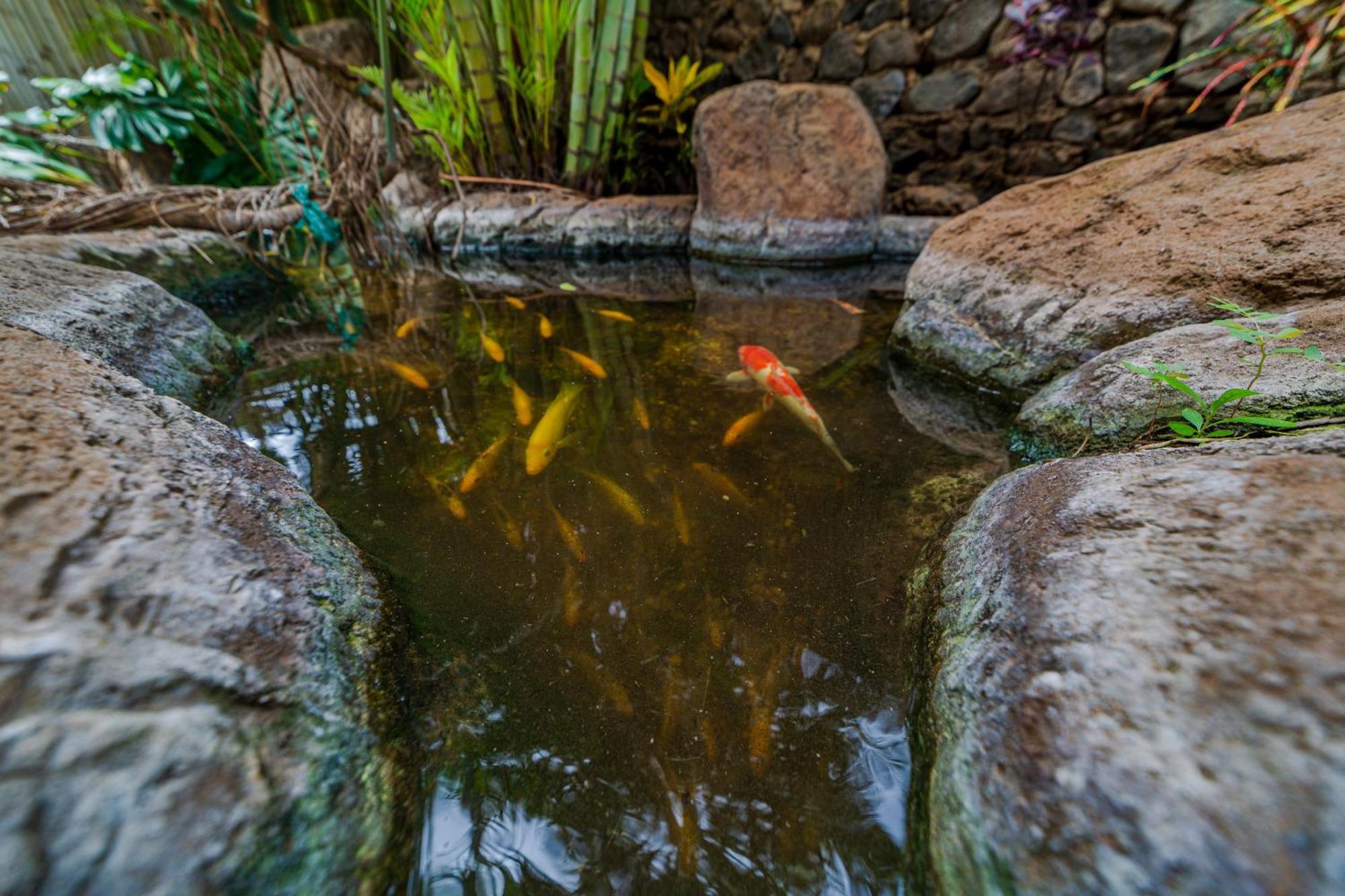 Lotus Suite, 1 Bedroom, Sleeps 4, Pool & Bbq, Pre-Renovation Summer Sale Kihei Exteriör bild